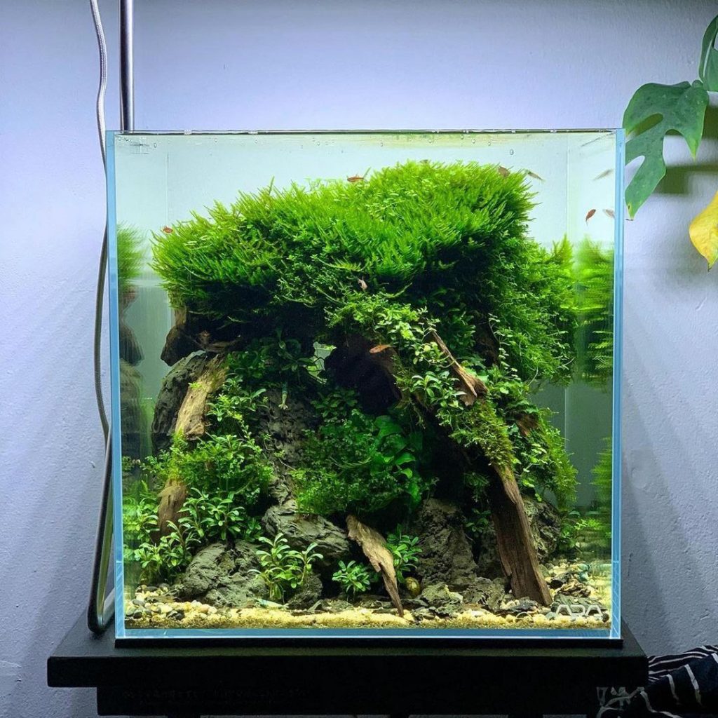 Basic Guide to Anchoring the Aquarium Plants