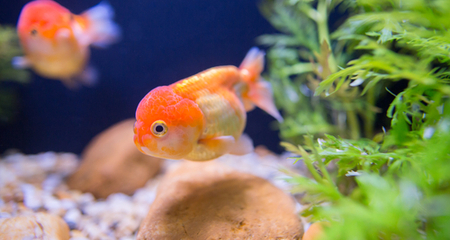 Are your fish showing danger signs?