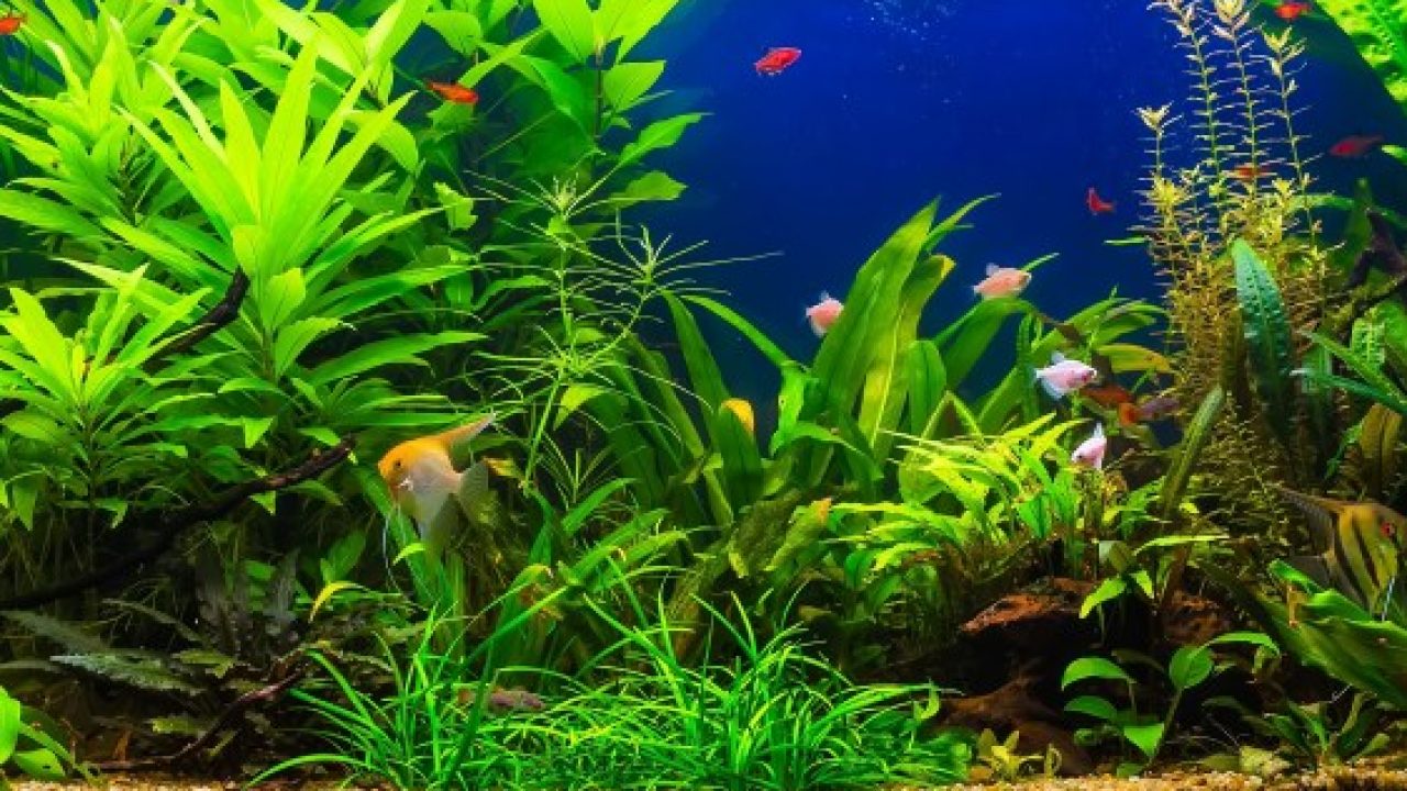 Aquarium Plant Quarantine- Is It Necessary? - Bunnycart Blog
