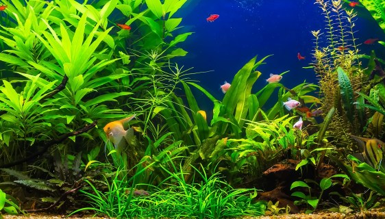 Aquarium Plant Quarantine- Is It Necessary