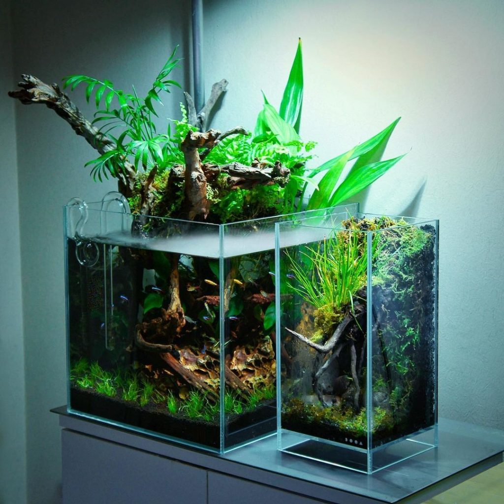 Aquarium Decor- Do's and Don'ts every aquarist should know - Bunnycart Blog