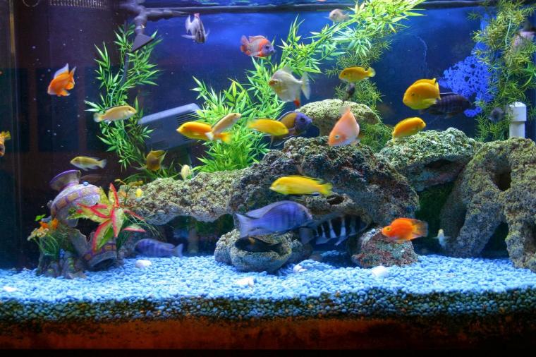 Requirements of Common Aquarium Fish Species