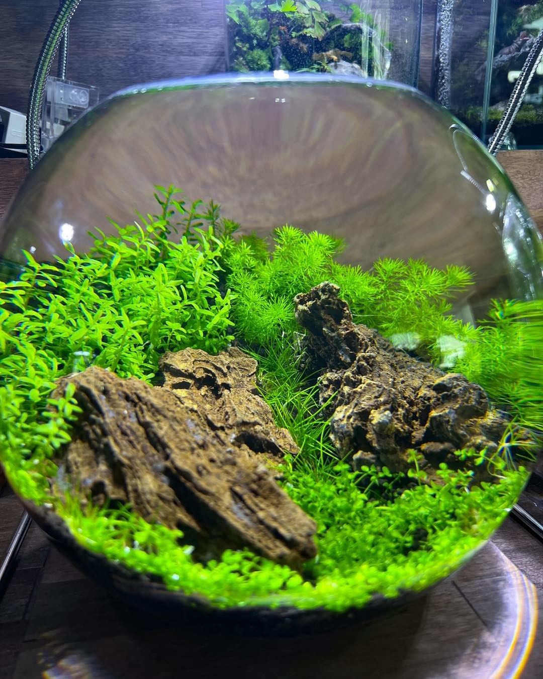 How to Filter Aquarium Water With Sphagnum Moss