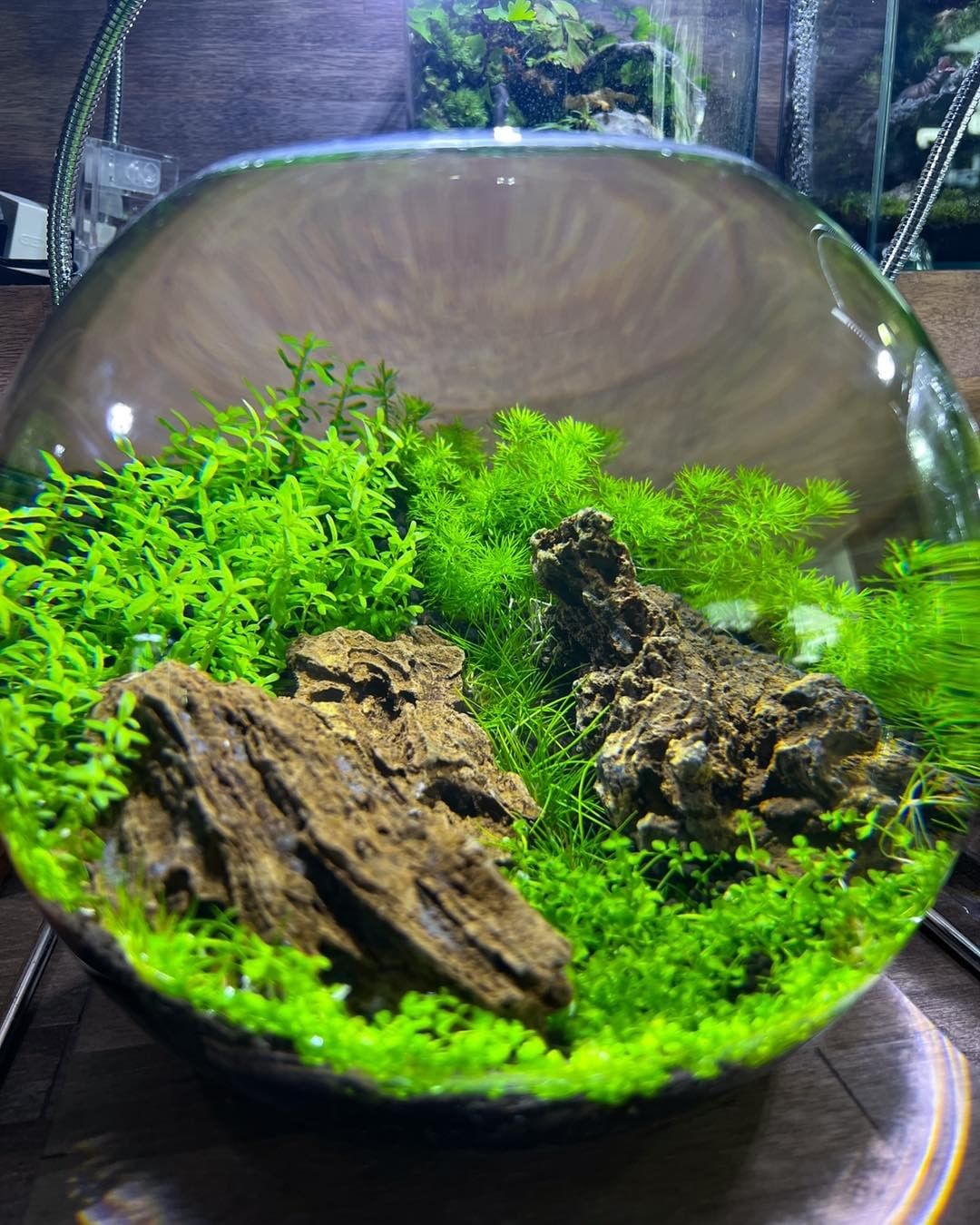 How to lower pH in a aquarium? Peat, driftwood, almond leaves RO water. 