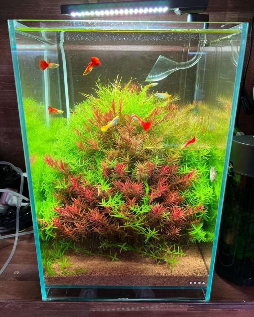 Aquarium Decor- Do's and Don'ts every aquarist should know - Bunnycart Blog