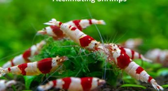 Acclimating shrimps – is it necessary and how is it done?