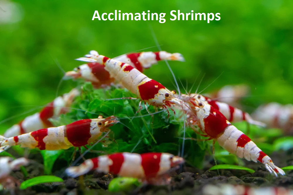 Acclimating shrimps - is it necessary and how is it done