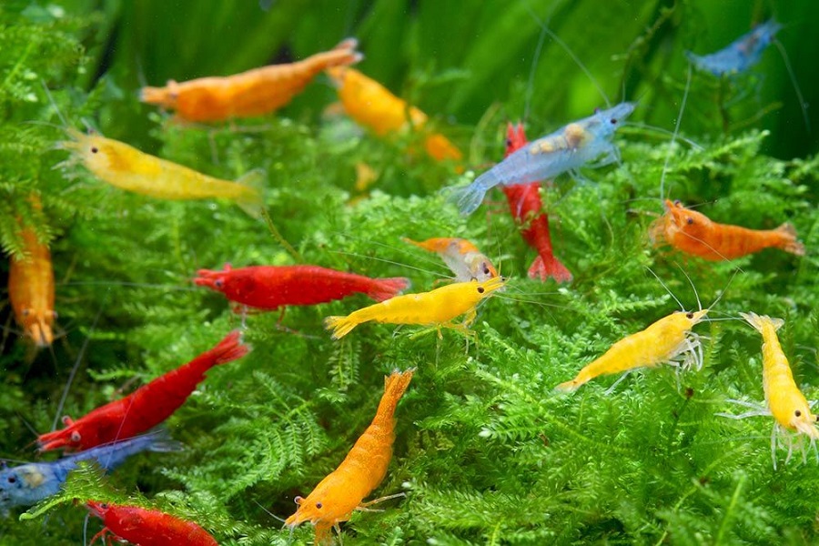 Is it safe to keep shrimps in a freshwater aquarium Bunnycart Blog