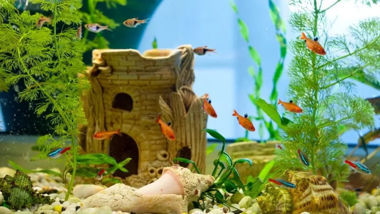 diepvries Overeenkomend Om toevlucht te zoeken Aquarium Decor- Do's and Don'ts every aquarist should know - Bunnycart Blog