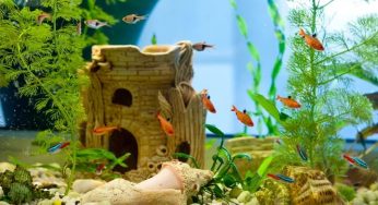 Aquarium Decor- Do’s and Don’ts every aquarist should know