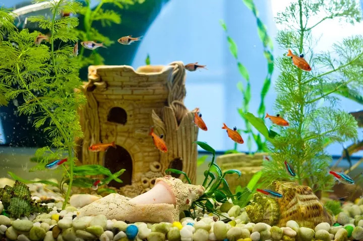 Aquarium Decor- Do's and Don'ts every aquarist should know - Bunnycart Blog
