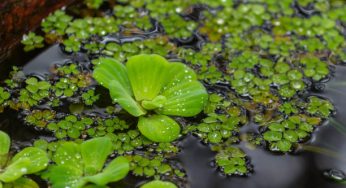 5 Best Free Floating Aquarium Plants
