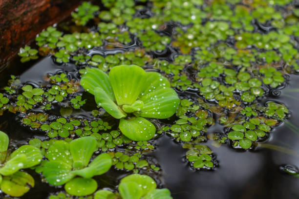 Floating plants