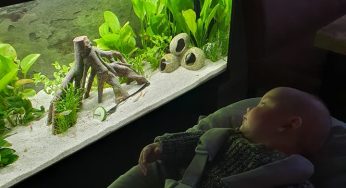Aquariums and Fengshui: Enhance Your Home’s Auspicious Environment