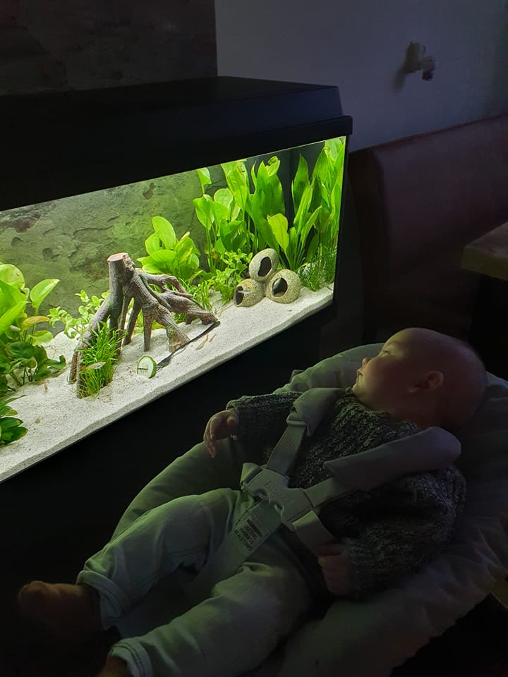 Aquariums and Fengshui Enhance Your Home's Auspicious Environment