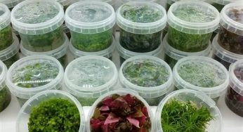 Tissue Culture vs. Potted Aquatic Plants
