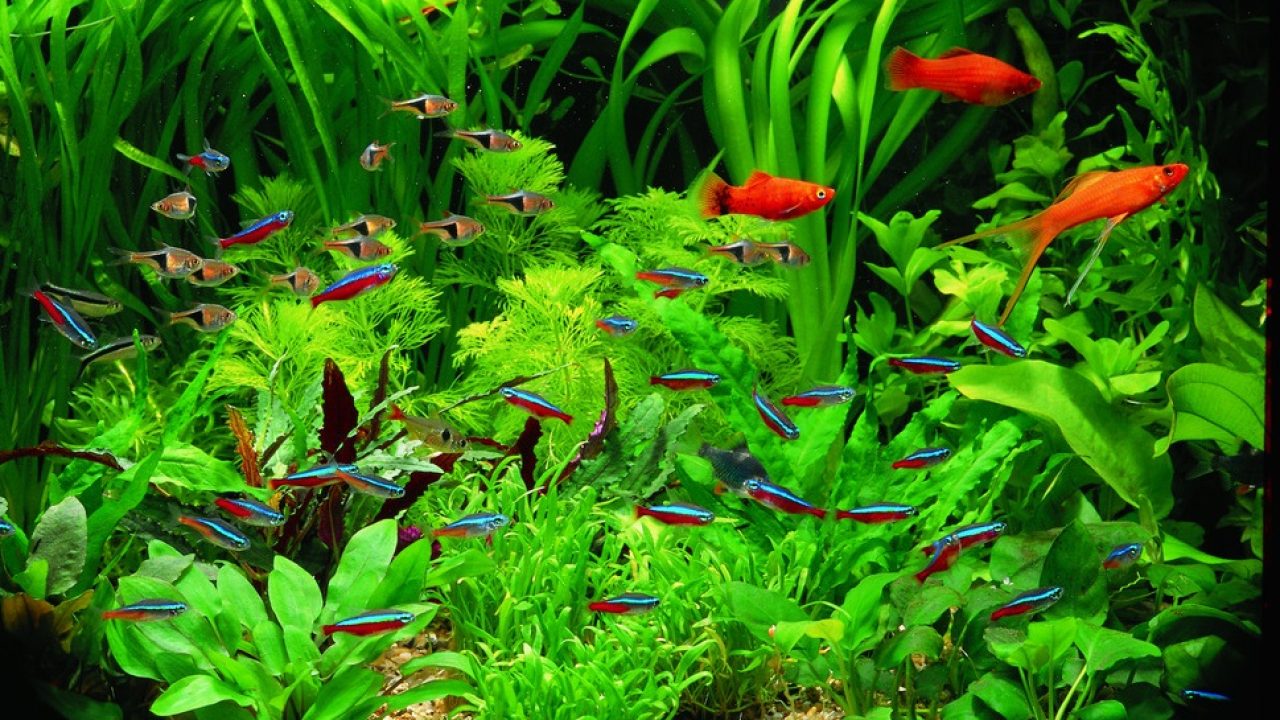 Care Guide For Live Aquarium Plants For Beginner – Splashy Fish