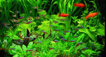 A Complete Beginner’s Guide to Aquatic Plants