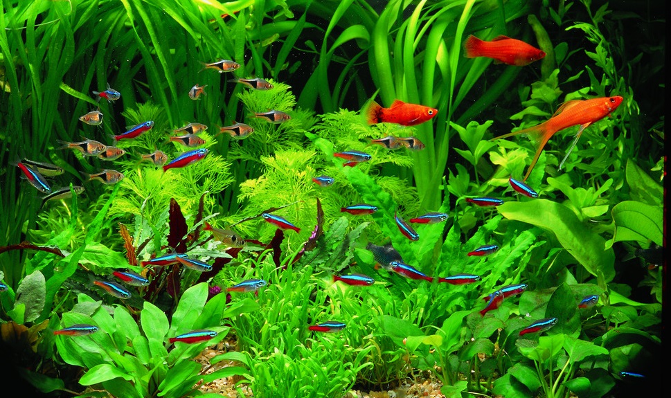 Guide How To Plant & Grow Live Aquarium Plants – Splashy Fish