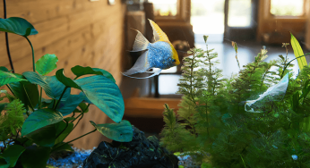 Managing Aquarium While Moving House