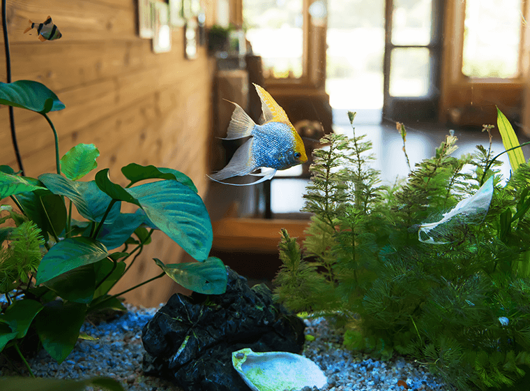 Managing Aquarium While Moving House