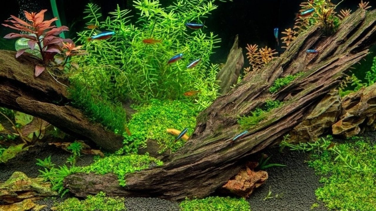 Plants in Aquarium Pros and Cons: Our Fascinating Guide