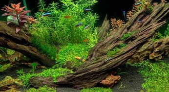 Driftwood – Everything You Need to Know