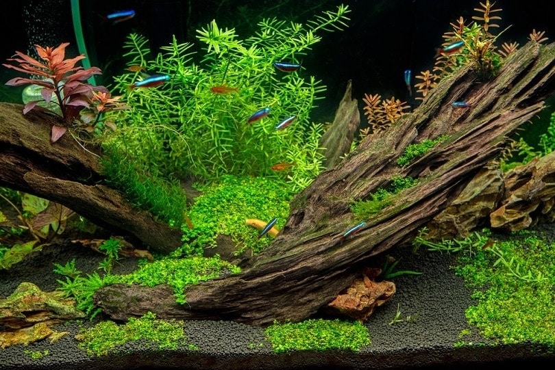 Spiderwood in the Aquarium: A Stunning Addition for Aquascaping