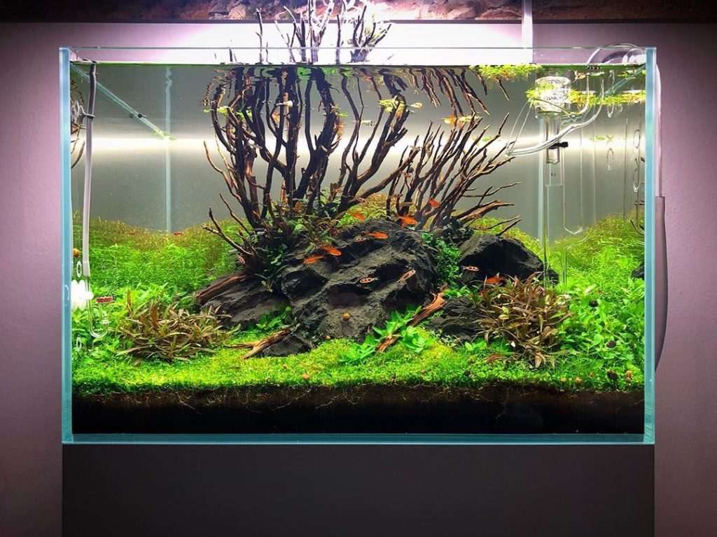 Beginner's guide to setting up an aquarium with live plants - Bunnycart Blog