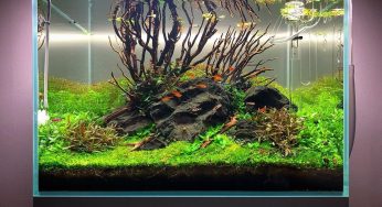 Is Fishkeeping For Me? Everything You Need to Know