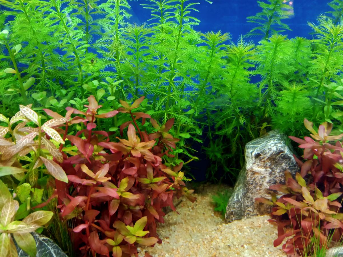 Care Guide For Live Aquarium Plants For Beginner – Splashy Fish