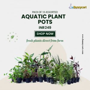 Assorted Aquatic Plants