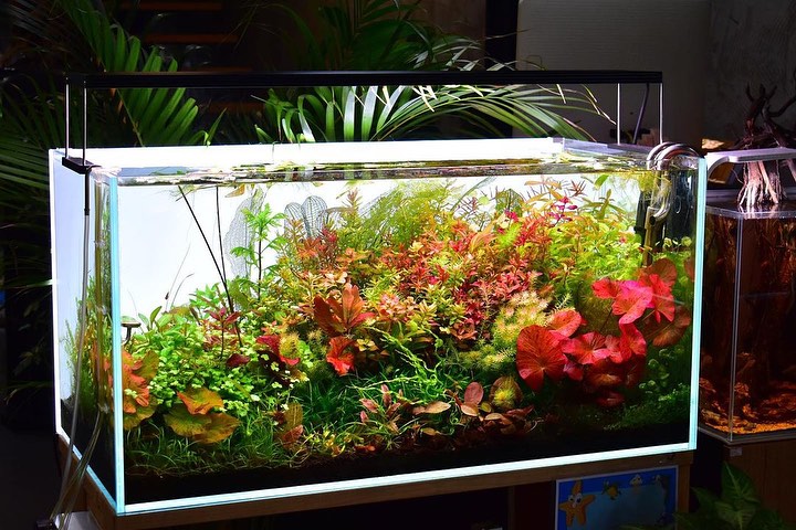 Easy Ways to Anchor Aquatic Plants