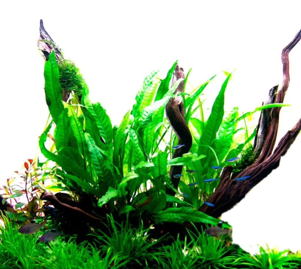 10 Popular Aquarium Plants That Do Not Need Substrate