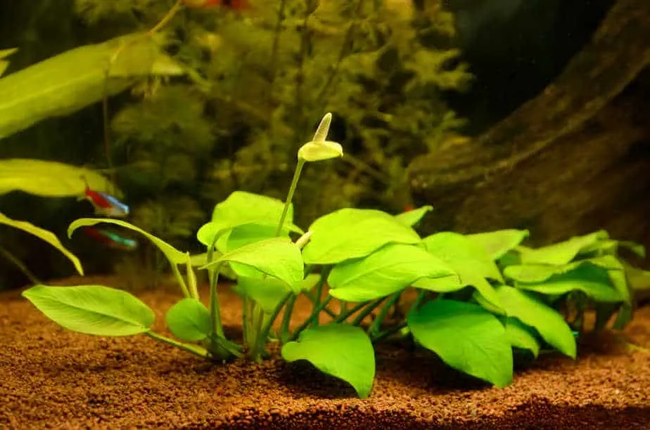 5 Best Aquatic Plants That Flower