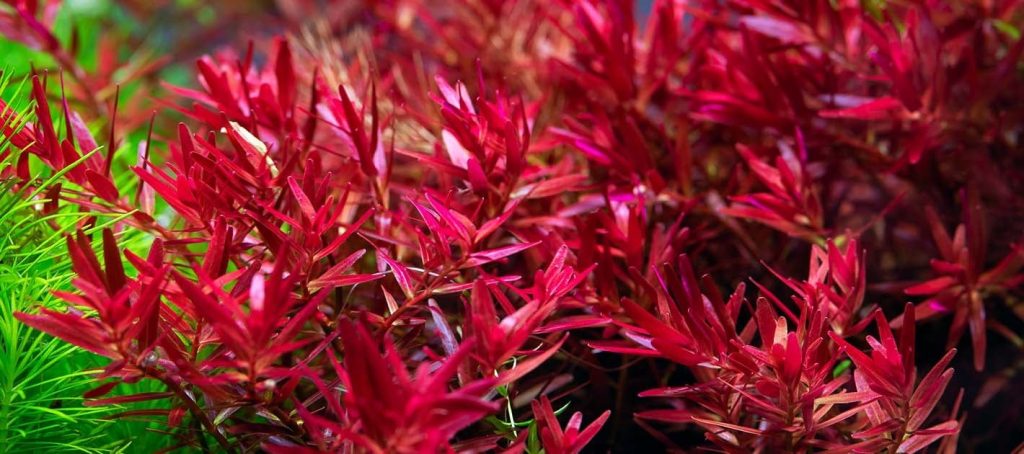 7 Best Red Aquatic Plants to Add Color to Aquarium