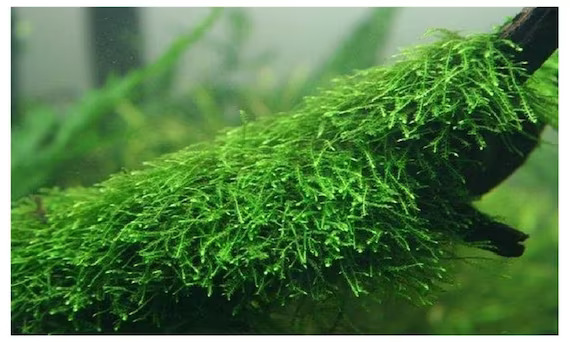 Java Moss in Aquascaping