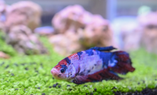 Fish Laying at The Bottom of the Tank- Possible Reasons