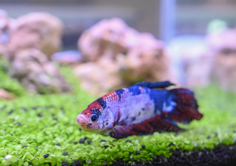 Fish Laying at The Bottom of the Tank- Possible Reasons
