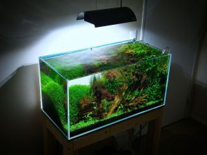 Everything You Need to Know About Water Hardness in Aquarium ...