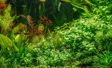 Phosphates and Nitrates for Aquarium Plants