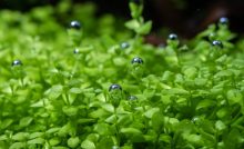 Aquarium Plants and Carbon Dioxide- Everything You Need to Know