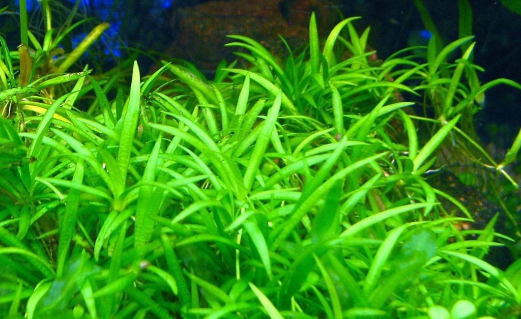 Why Your Aquarium Plants are Turning Brown and What To Do