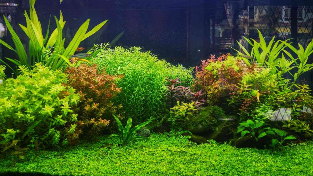 Growing Aquarium Plants in Gravel- All You Need to Know