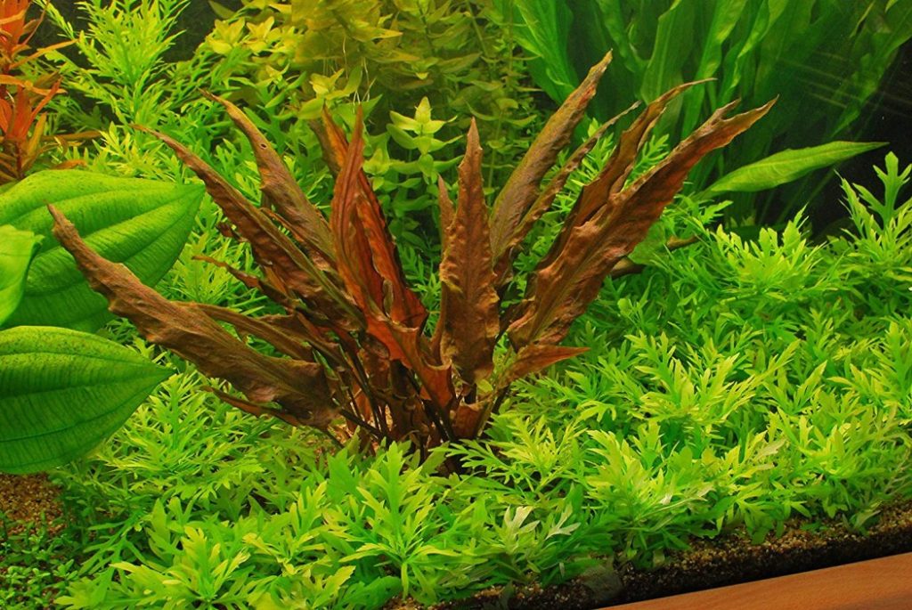 7 Root Feeding Aquarium Plants