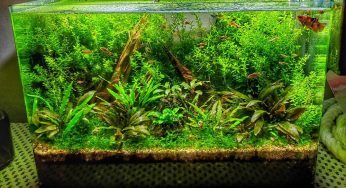 Glow-in-the-Dark Silicone Aquarium Plant – Safe Fish Tank Decoration For Turtles, Betta, Tropical Aquariums