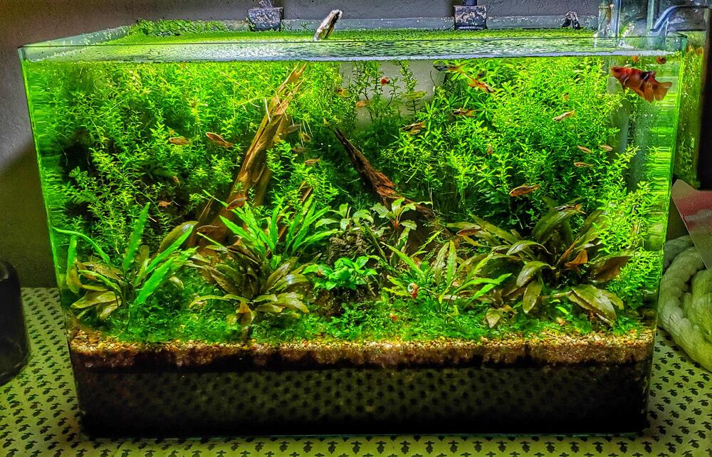 Maintaining Tank with Gravel Substrate