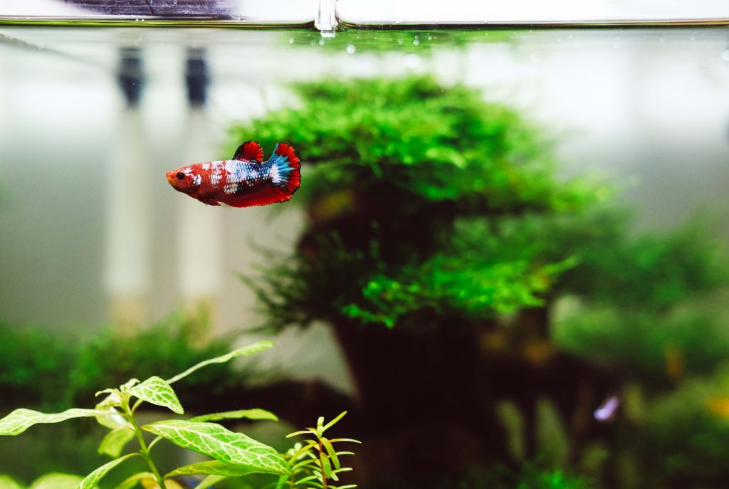 Effects of Ammonia in a Planted Aquarium