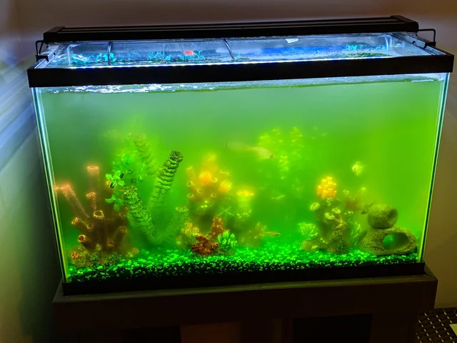 Green Water in Aquarium - What it is and How to Overcome (ASAP)