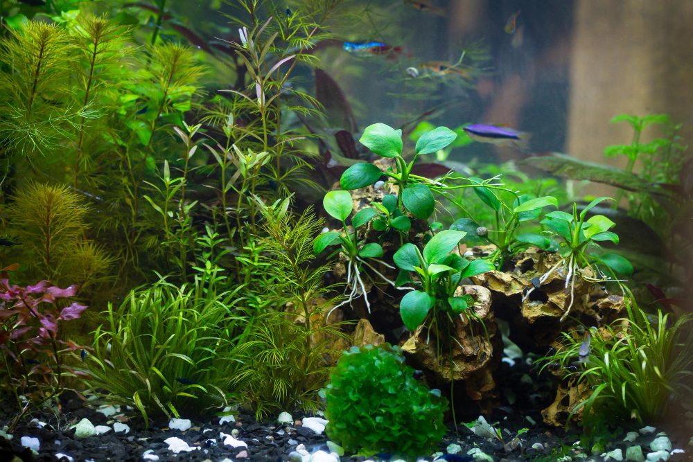 Aquarium Plants and Fish - The Risks and Prevention